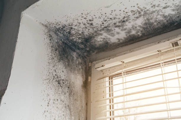 Affordable Mold Cleanup solutions in Fort Worth, TX